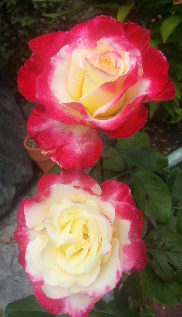  photo 20140801_123027-1_zpslftpf0wx.jpg